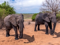 Rezerwat w Chobe (Botswana)
